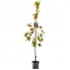 Fruitbomen en -planten