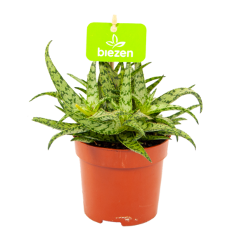 Aloe Spider - p11 h15 - cactussen en vetplanten - biezen voor