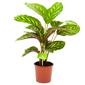 calathea flamestar-schaduwplant-groene kamerplanten-potmaat 14cm-hoogte 40cm-biezen-label