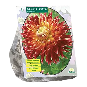 Dahlia Akita - per 1 - Baltus Bloembollen