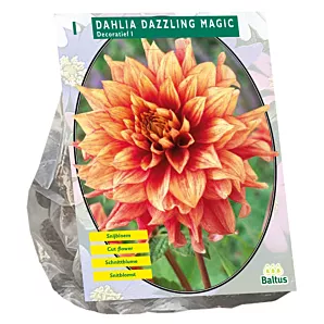 Dahlia Bloembol - Decoratief Dazzling Magic - per 1 - Baltus Bloembollen