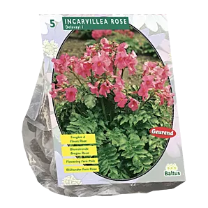 Incarvillea Delavayi - Roze - per 5 - Baltus Bloembollen