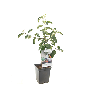 Malus Domestica Jonagold Patio - appelboom - p18 h90 - De Fruithof - biezen