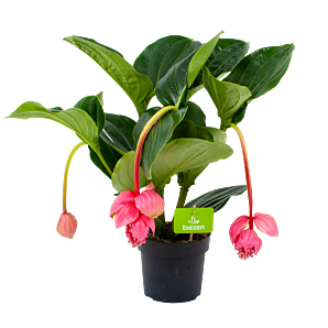 medinella magnifica-trosbloem-bloeiende kamerplanten-potmaat 17cm-hoogte 60cm-biezen-label