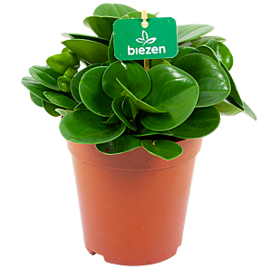 peperomia obtusifolia - groene kamerplanten - potmaat 15cm - hoogte 25cm - biezen - label