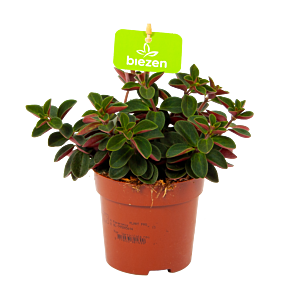 Peperomia Verticillata Red Log - p10