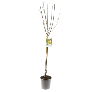 Prunus domestica Mirab. de Nancy Halfstam - Gele pruim - p27 h250