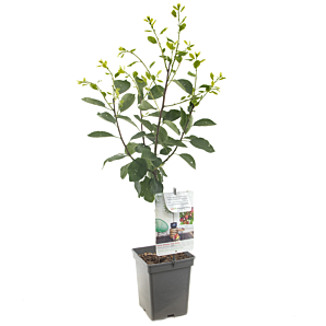 Prunus domestica Opal Patio - Blauwe pruim - p18 h90 - De Fruithof - biezen